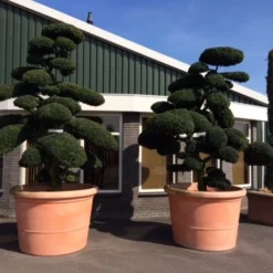 Japanse Hulst Als Bonsai (Ilex Crenata) -Exporteren Tuin Zorgzaam Winkel ilex crenata bonsai solitair extra 1