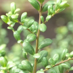 Japanse Hulst In Bolvorm (Ilex Crenata 'Convexa') -Exporteren Tuin Zorgzaam Winkel ilex crenata convexa 1