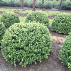 Japanse Hulst In Bolvorm (Ilex Crenata 'Convexa') -Exporteren Tuin Zorgzaam Winkel ilex crenata convexa bol 100 3
