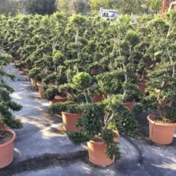 Japanse Hulst Als Bonsai (Ilex Crenata 'Kinme') -Exporteren Tuin Zorgzaam Winkel ilex crenata kimne bonsai