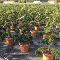 Japanse Hulst Als Bonsai (Ilex Crenata 'Kinme') -Exporteren Tuin Zorgzaam Winkel ilex crenata kimne bonsai 2