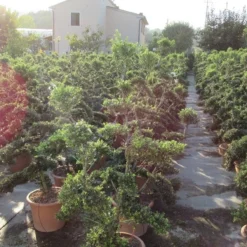 Japanse Hulst Als Bonsai (Ilex Crenata 'Kinme') -Exporteren Tuin Zorgzaam Winkel ilex crenata kimne bonsai lv20