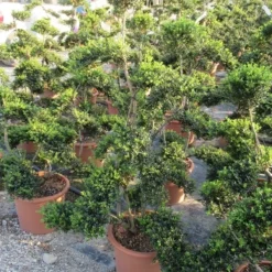 Japanse Hulst Als Bonsai (Ilex Crenata 'Kinme') -Exporteren Tuin Zorgzaam Winkel ilex crenata kimne bonsai lv20 3