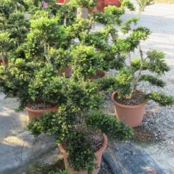 Japanse Hulst Als Bonsai (Ilex Crenata 'Kinme') -Exporteren Tuin Zorgzaam Winkel ilex crenata kimne bonsai lv20 4 1