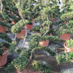 Japanse Hulst Als Bonsai (Ilex Crenata 'Kinme') -Exporteren Tuin Zorgzaam Winkel ilex crenata kimne bonsai lv20 5 1 1