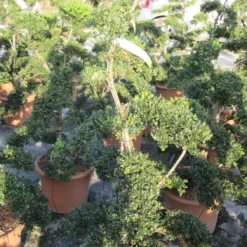 Japanse Hulst Als Bonsai (Ilex Crenata 'Kinme') -Exporteren Tuin Zorgzaam Winkel ilex crenata kimne bonsai lv20 6