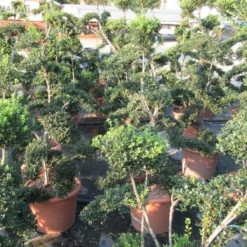 Japanse Hulst Als Bonsai (Ilex Crenata 'Kinme') -Exporteren Tuin Zorgzaam Winkel ilex crenata kimne bonsai lv20 7