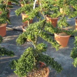 Japanse Hulst Als Bonsai (Ilex Crenata 'Kinme') -Exporteren Tuin Zorgzaam Winkel ilex crenata kimne bonsai lv20 8 1