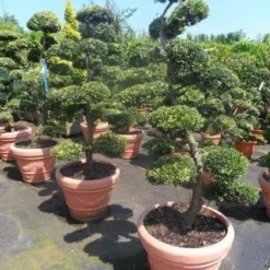 Japanse Hulst Als Bonsai (Ilex Crenata) -Exporteren Tuin Zorgzaam Winkel ilex crenata kinmei bonsai 160 180