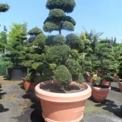 Japanse Hulst Als Bonsai (Ilex Crenata) -Exporteren Tuin Zorgzaam Winkel ilex crenata kinmei bonsai 160 180 extra