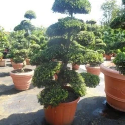 Japanse Hulst Als Bonsai (Ilex Crenata) -Exporteren Tuin Zorgzaam Winkel ilex crenata kinmei bonsai 175 200 extra