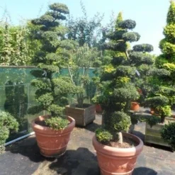 Japanse Hulst Als Bonsai (Ilex Crenata) -Exporteren Tuin Zorgzaam Winkel ilex crenata kinmei bonsai 180 200 1