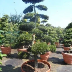 Japanse Hulst Als Bonsai (Ilex Crenata) -Exporteren Tuin Zorgzaam Winkel ilex crenata kinmei bonsai 200 225 1