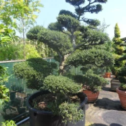 Japanse Hulst Als Bonsai (Ilex Crenata) -Exporteren Tuin Zorgzaam Winkel ilex crenata kinmei bonsai 200 225 c750 1000 1