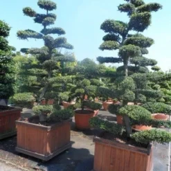 Japanse Hulst Als Bonsai (Ilex Crenata) -Exporteren Tuin Zorgzaam Winkel ilex crenata kinmei bonsai 225 250 1