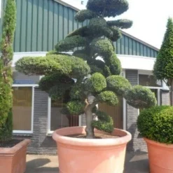 Japanse Hulst Als Bonsai (Ilex Crenata) -Exporteren Tuin Zorgzaam Winkel ilex crenata kinmei bonsai 250 300 solitair extra 1