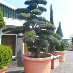 Japanse Hulst Als Bonsai (Ilex Crenata) -Exporteren Tuin Zorgzaam Winkel ilex crenata kinmei bonsai 250 300 solitair extra2 1