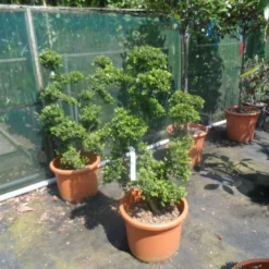 Japanse Hulst Als Bonsai (Ilex Crenata) -Exporteren Tuin Zorgzaam Winkel ilex crenata kinmei ponpon 80 100 1