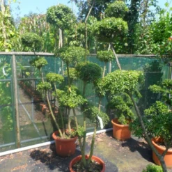 Japanse Hulst Als Bonsai (Ilex Crenata) -Exporteren Tuin Zorgzaam Winkel ilex crenata ponpon 125 150 1