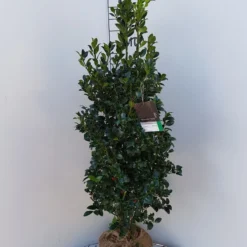Hulst (Ilex Meserveae 'Heckenfee') -Exporteren Tuin Zorgzaam Winkel ilex heckenfee 100 120 2