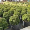 Japanse Hulst (Ilex Crenata 'Kinme') -Exporteren Tuin Zorgzaam Winkel ilex kimne bol