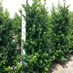 Blauwe Hulst (Ilex Meserveae 'Blue Prince') -Exporteren Tuin Zorgzaam Winkel ilex mes. blue prince 175 200 cm 1