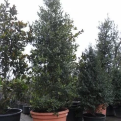 Amerikaanse Hulst (Ilex 'Nellie R Stevens') -Exporteren Tuin Zorgzaam Winkel ilex nellie r. stevens