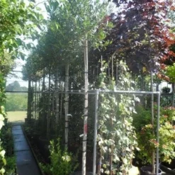 Hulst Als Boom (Ilex 'Nellie R. Stevens') -Exporteren Tuin Zorgzaam Winkel ilex nellie r. stevens 10 12ho cont
