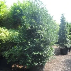 Amerikaanse Hulst (Ilex 'Nellie R Stevens') -Exporteren Tuin Zorgzaam Winkel ilex nellie r. stevens 250 300 c160