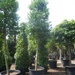 Hulst Als Boom (Ilex 'Nellie R. Stevens') -Exporteren Tuin Zorgzaam Winkel ilex nellie stevens 25 30ho c350
