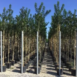 Hulst Als Boom (Ilex 'Nellie R. Stevens') -Exporteren Tuin Zorgzaam Winkel ilex nellie stevens 6 8