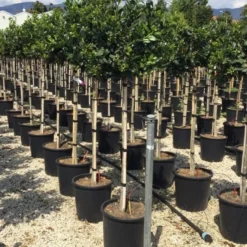 Hulst Op Stam (Ilex 'Nellie R Stevens') -Exporteren Tuin Zorgzaam Winkel ilexrstevens03