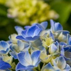 Hortensia Blue Ballad (Hydrangea 'Music Collection') -Exporteren Tuin Zorgzaam Winkel img 1365