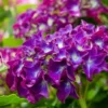 Hortensia Paars (Hydrangea 'Forever&Ever') -Exporteren Tuin Zorgzaam Winkel img 1427
