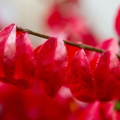 Kardinaalshoed (Euonymus Alatus 'Compactus') -Exporteren Tuin Zorgzaam Winkel img 1486