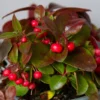 Bergthee / Patrijzenbes (Gaultheria Procumbens) -Exporteren Tuin Zorgzaam Winkel img 1490