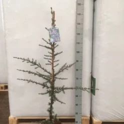 Atlasceder (Cedrus Libani 'Glauca') -Exporteren Tuin Zorgzaam Winkel img 1752 002