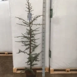 Atlasceder (Cedrus Libani 'Glauca') -Exporteren Tuin Zorgzaam Winkel img 1753