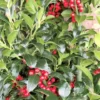 Hulst (Ilex Meserveae 'Heckenfee') -Exporteren Tuin Zorgzaam Winkel img 2647 1 1