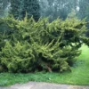 Jeneverbes (Juniperus Chinensis 'Plumosa Aurea') -Exporteren Tuin Zorgzaam Winkel jucpaure 1