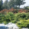 Jeneverbes (Juniperus Media 'Pfitzeriana Aurea') -Exporteren Tuin Zorgzaam Winkel jumpaure 4 1