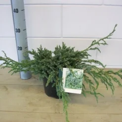 Jeneverbes (Juniperus Squamata 'Blue Carpet') -Exporteren Tuin Zorgzaam Winkel juniperus blue carpet c3 november