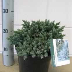 Jeneverbes (Juniperus Squamata 'Blue Star') -Exporteren Tuin Zorgzaam Winkel juniperus blue star c3 november