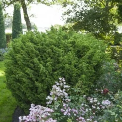 Jeneverbes (Juniperus Chinensis 'Blaauw') -Exporteren Tuin Zorgzaam Winkel juniperus chinensis blaauw