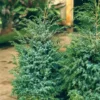 Jeneverbes (Juniperus Chinensis 'Blue Alps') -Exporteren Tuin Zorgzaam Winkel juniperus chinensis blue alps