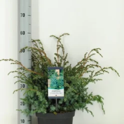 Jeneverbes (Juniperus Chinensis 'Blue Alps') -Exporteren Tuin Zorgzaam Winkel juniperus chinensis blue alps c5 m