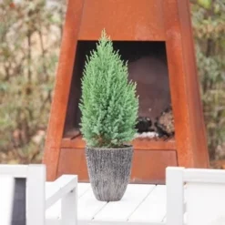 Jeneverbes (Juniperus Chinensis 'Stricta') -Exporteren Tuin Zorgzaam Winkel juniperus chinensis stricta 1