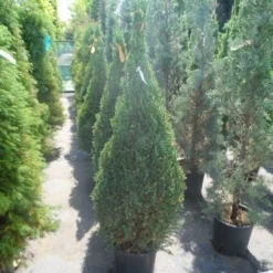 Jeneverbes (Juniperus Chinensis 'Stricta') -Exporteren Tuin Zorgzaam Winkel juniperus chinensis stricta 100 125 150 1