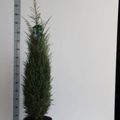Jeneverbes (Juniperus Communis 'Hibernica') -Exporteren Tuin Zorgzaam Winkel juniperus comm. hibernica 100 125 cm co. 12l v kopie