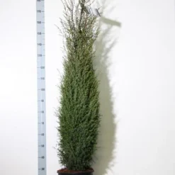 Jeneverbes (Juniperus Communis 'Hibernica') -Exporteren Tuin Zorgzaam Winkel juniperus comm. hibernica 150 175 cm co. 18l kopie